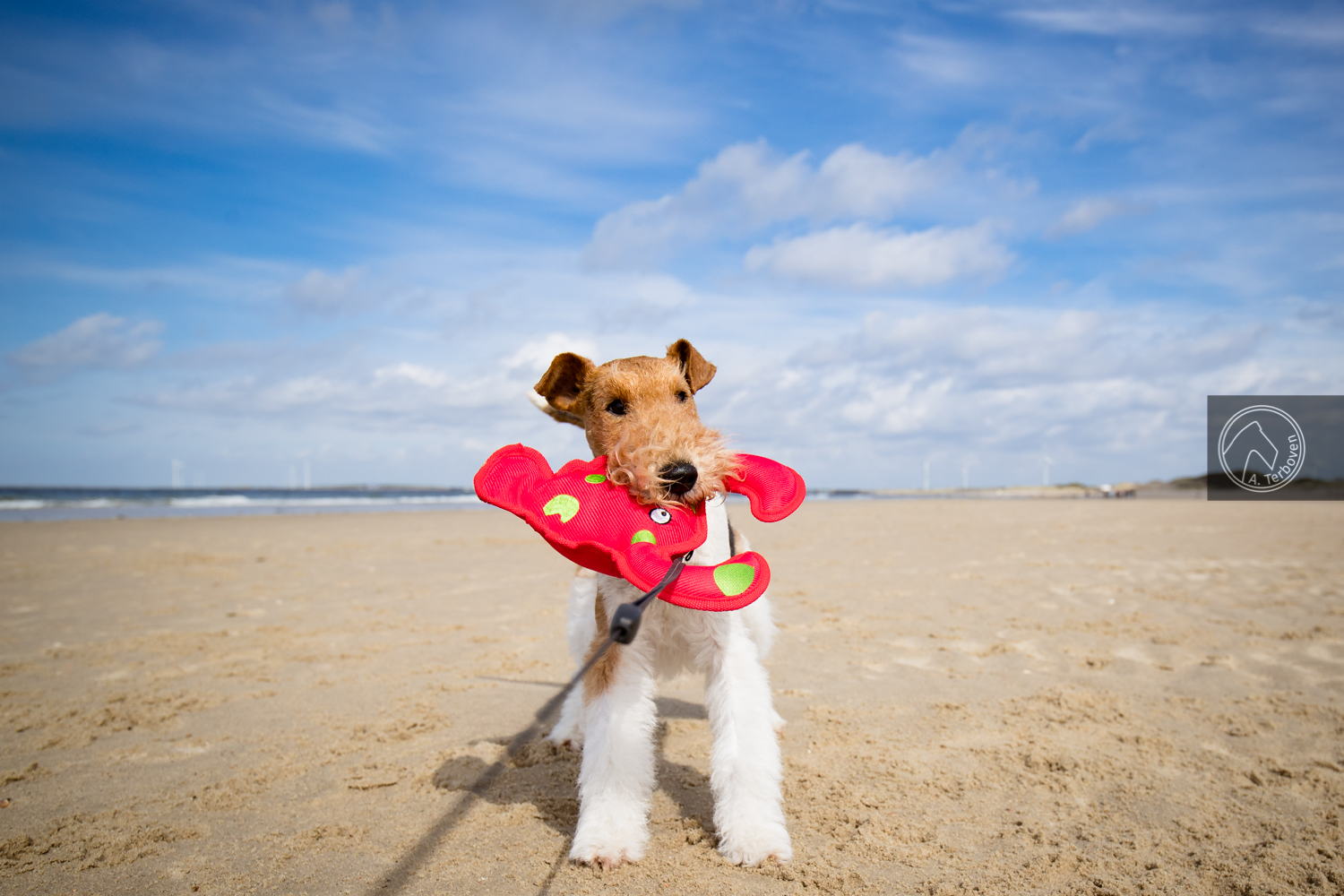 Beach pictures